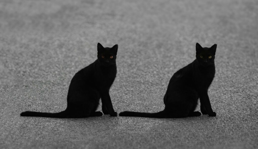 Two black cats side-by-side