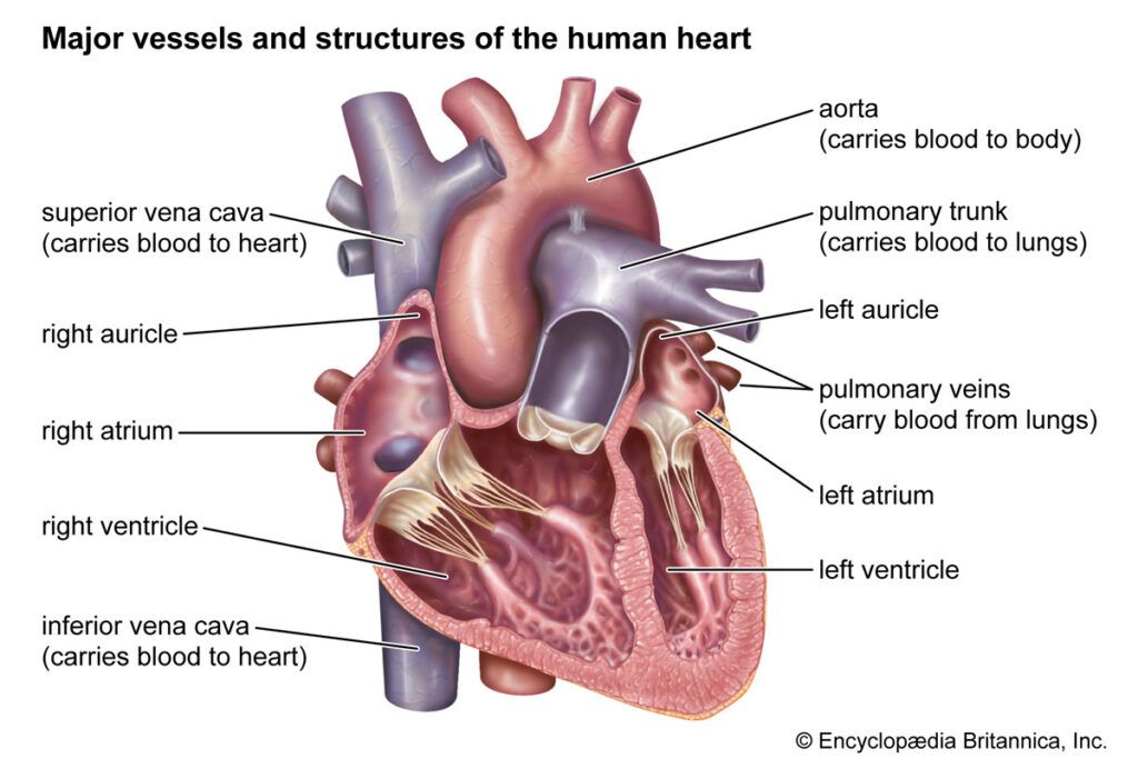Diagram of the human heart