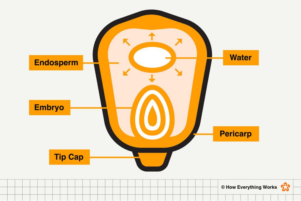 Diagram of a popcorn kernel