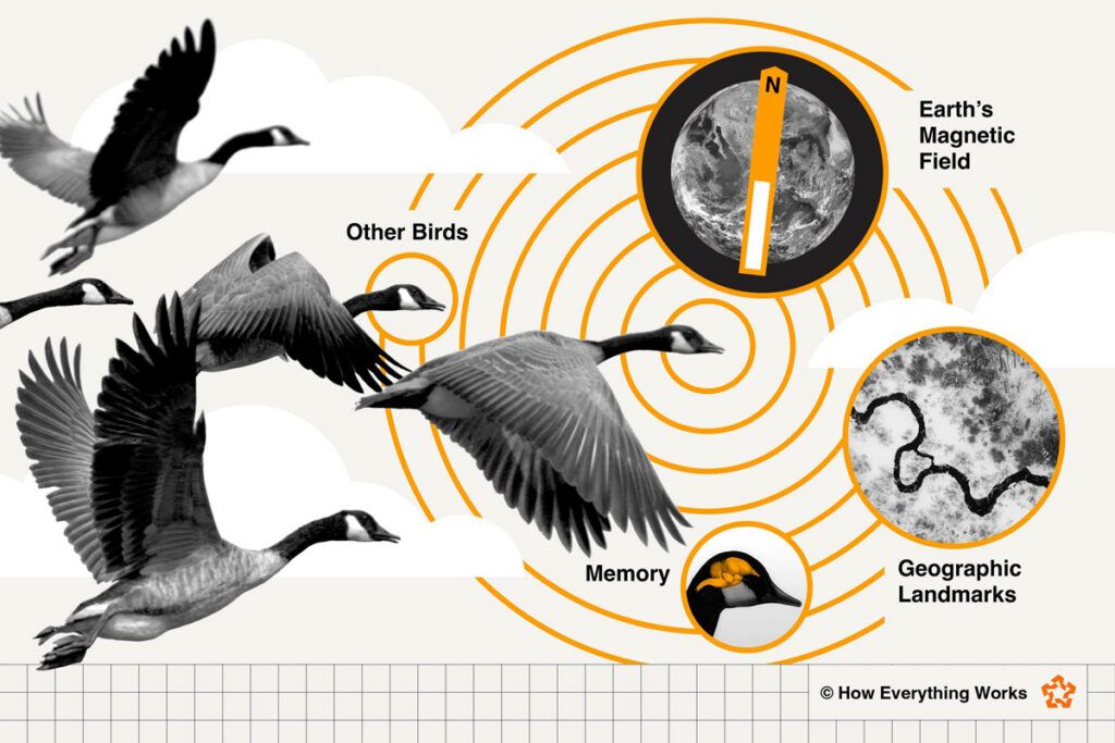 Illustration of birds and navigational methods