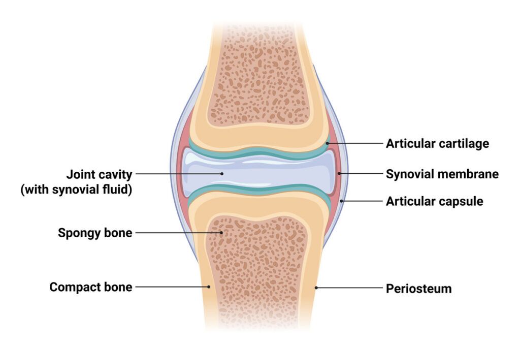 Diagram of a bone joint