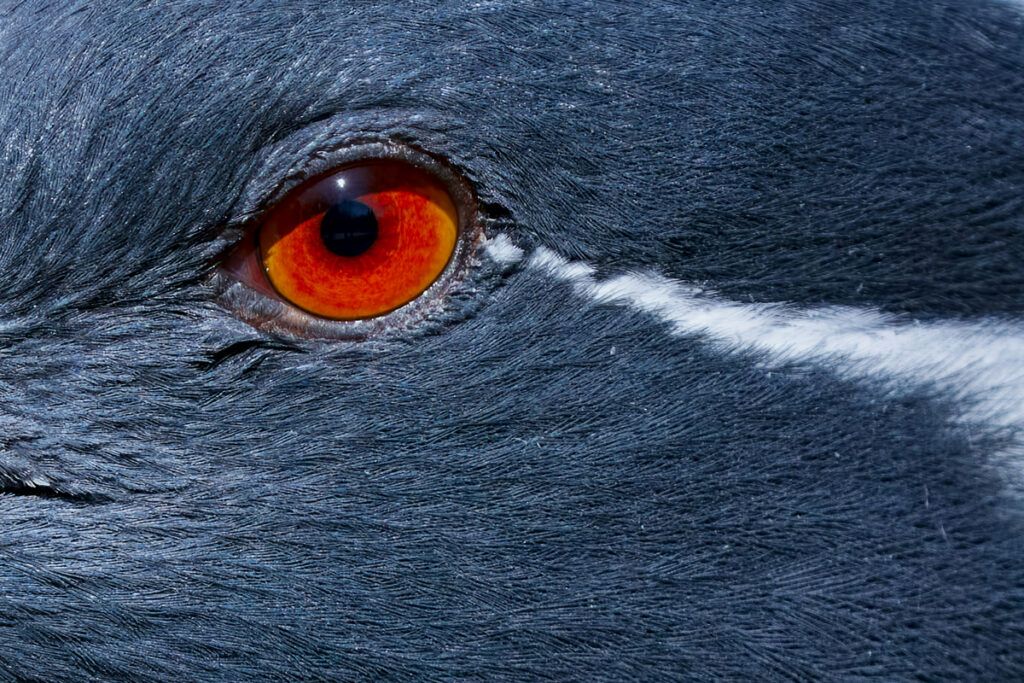 Close-up of bird eye