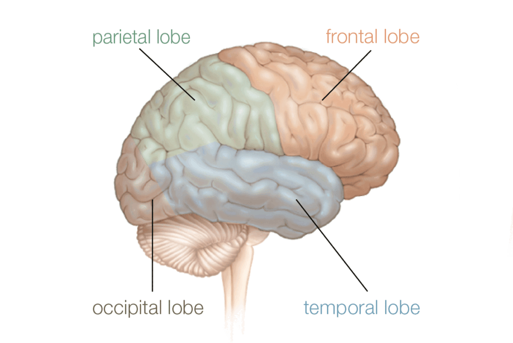 Diagram of the brain