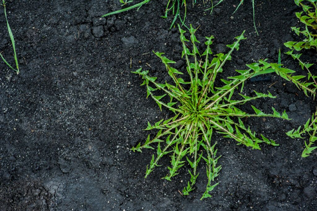 Weeds