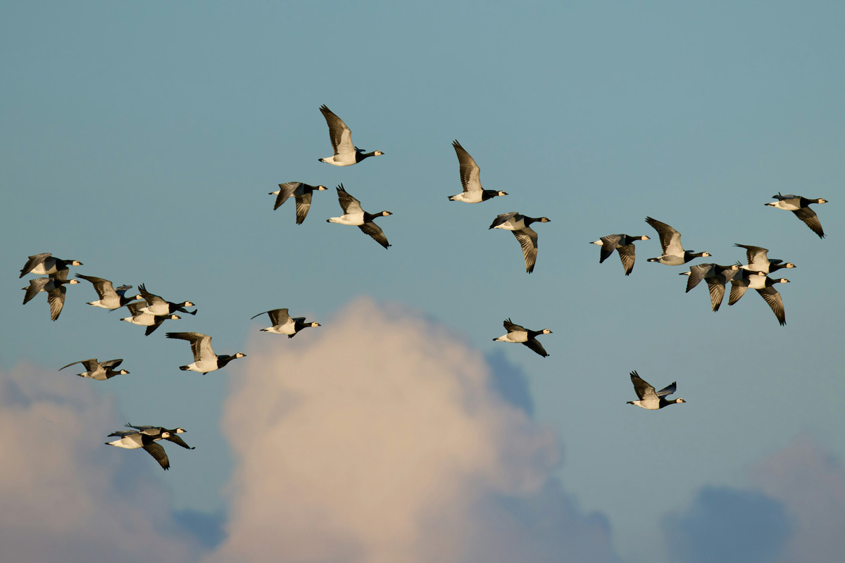 Flock of flying birds