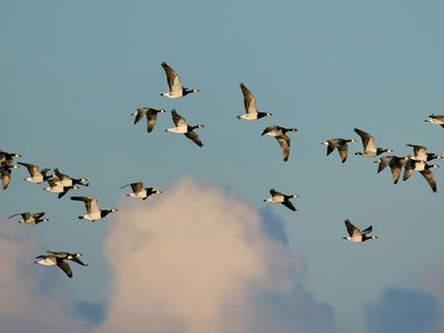 How Do Birds Know Where to Migrate?