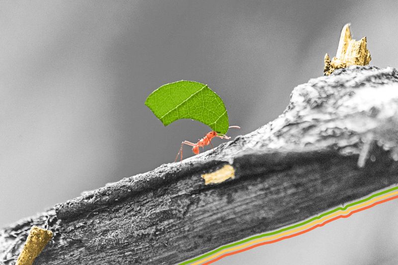 Some worker ants don’t work.