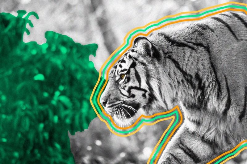 A tiger stalks through bushes