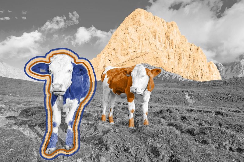 Two grazing cows