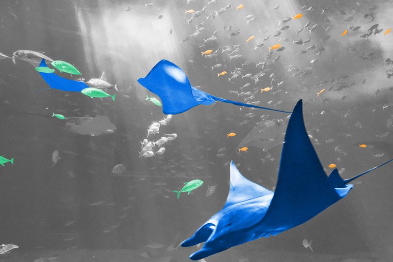 Underwater view of aquatic life in the ocean