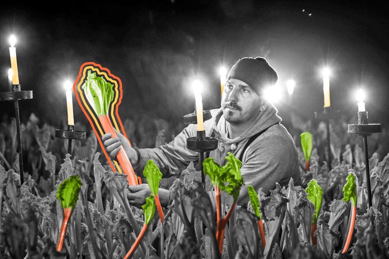 Man harvesting rhubarb by candlelight in the Yorkshire's Rhubarb Triangle