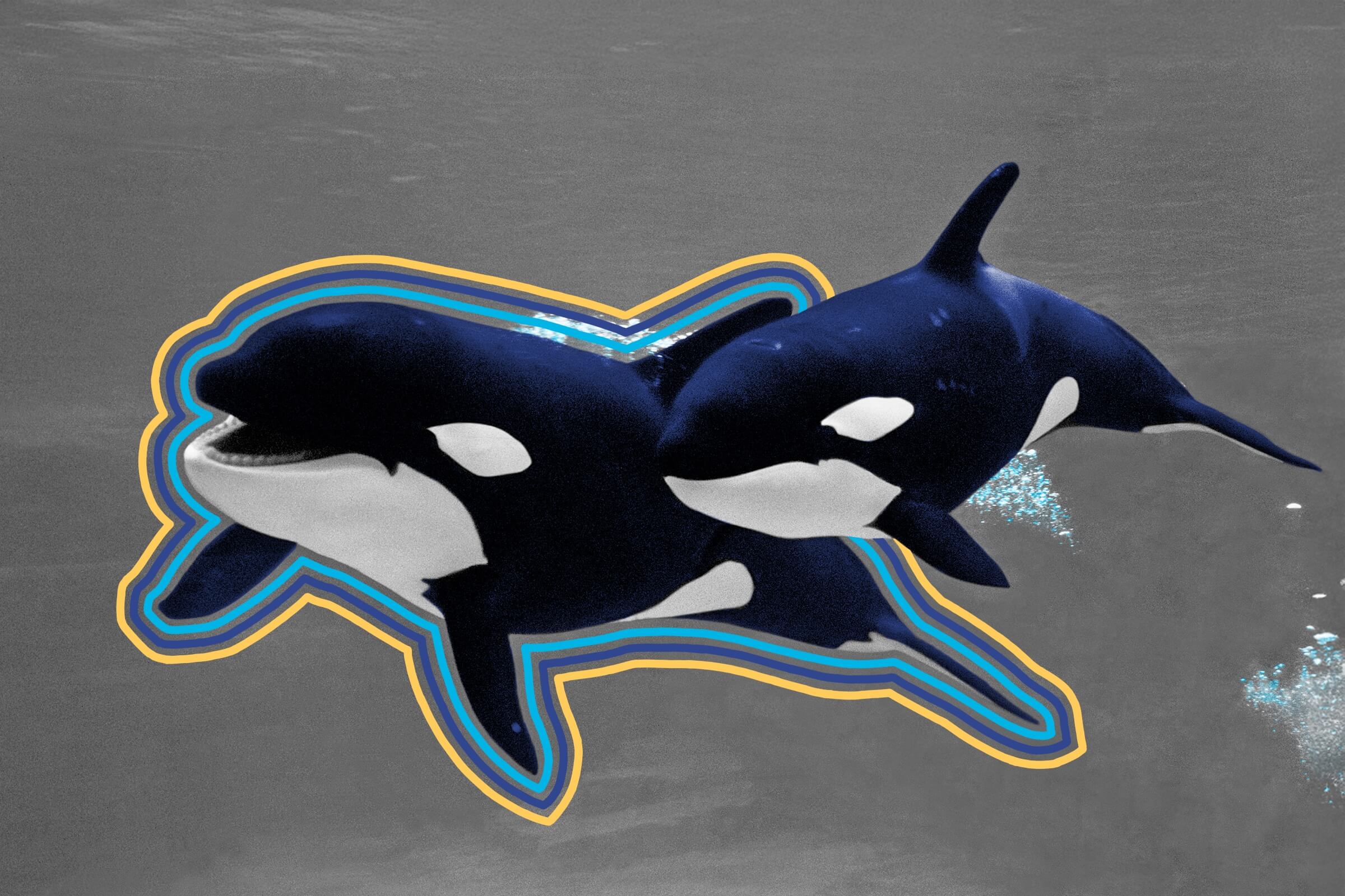 Killer whales make their own tools. - Interesting Facts