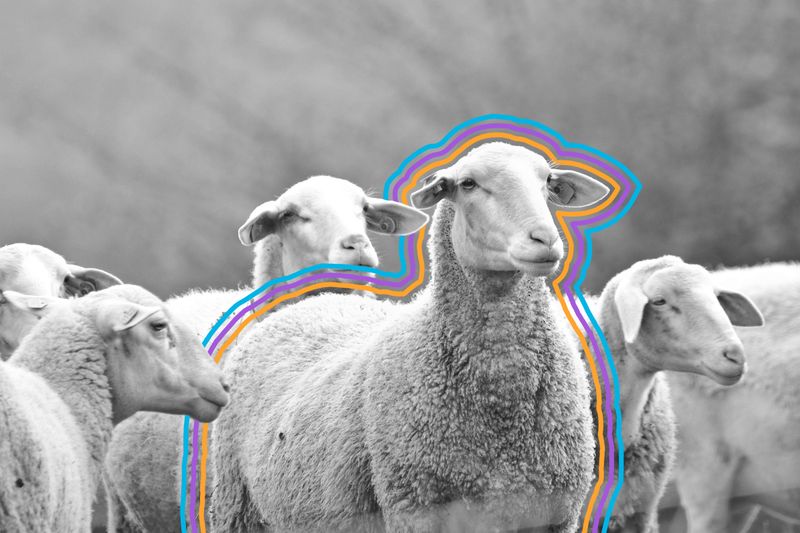 Flock of sheep