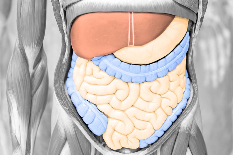 Internal view of organs involved in the digestive system
