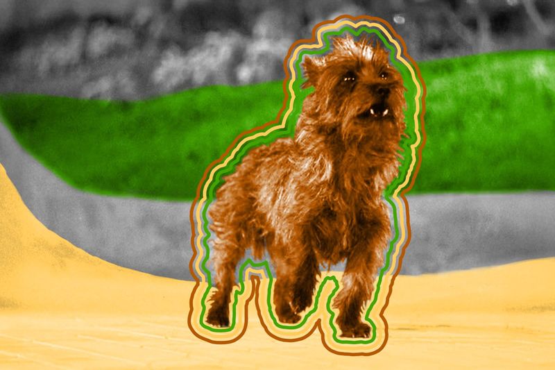 ‘Toto’ was paid a higher salary than most human cast members in ‘The Wizard of Oz.’