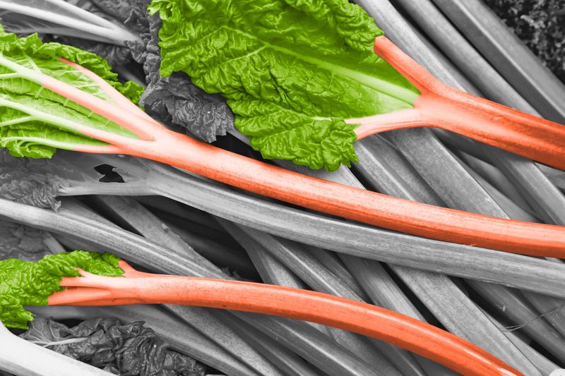 Stalks of rhubarb
