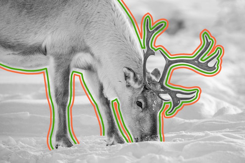 Reindeer in snow