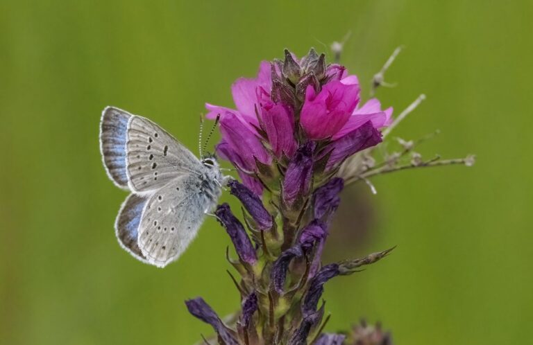 A male Fender's Blue Butterfly with green background. Wings are closed.