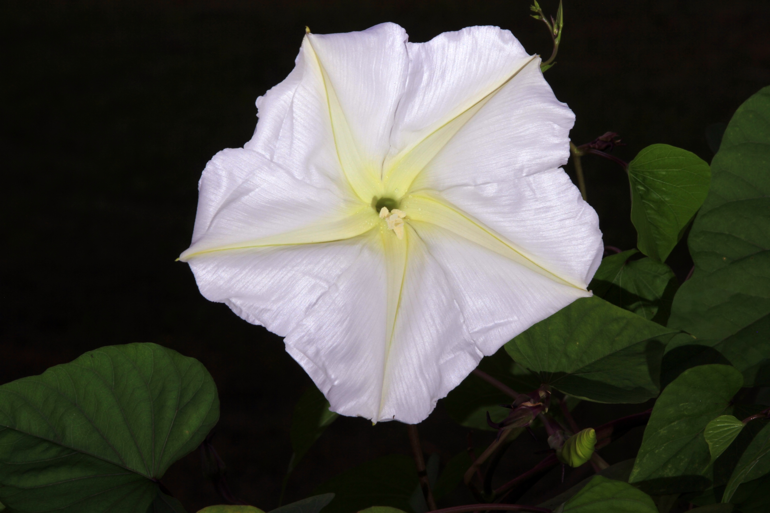 Experience the “Magical Effect” of a Moon Garden With These 7 Flowers That Bloom at Night