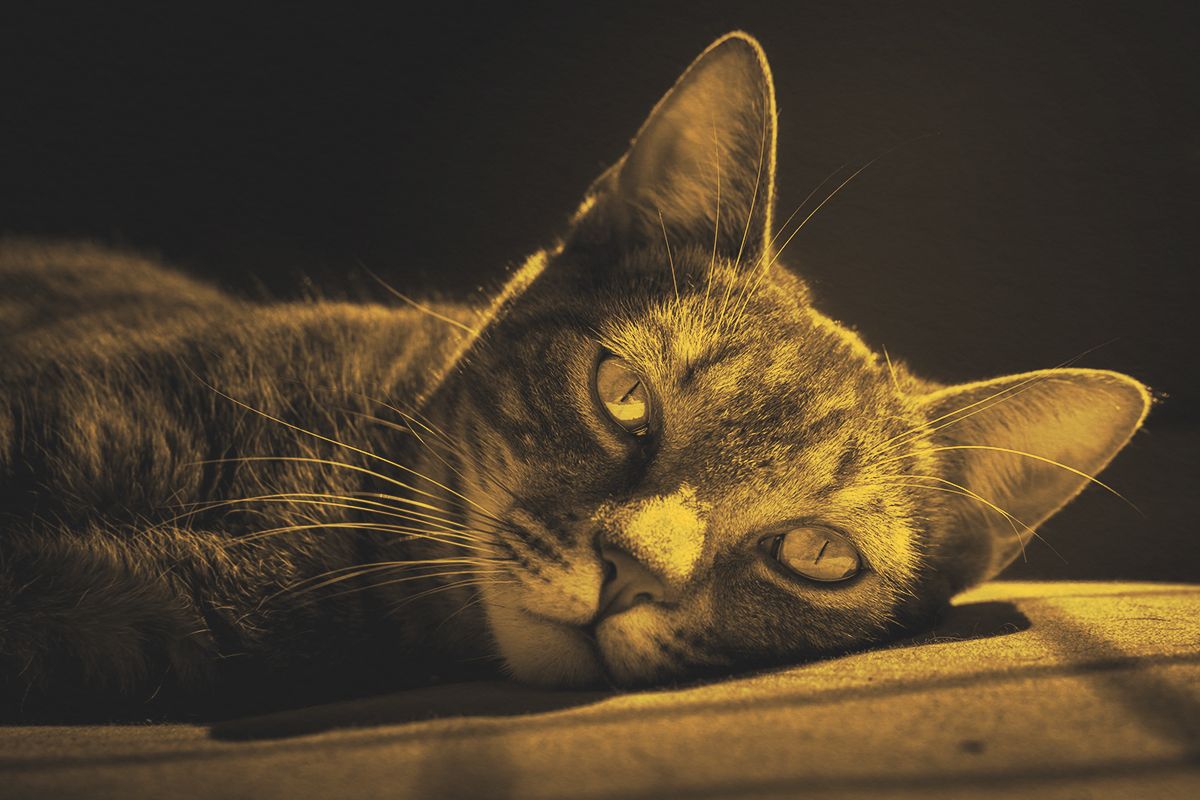What Are the Origins of ‘Curiosity Killed the Cat’?