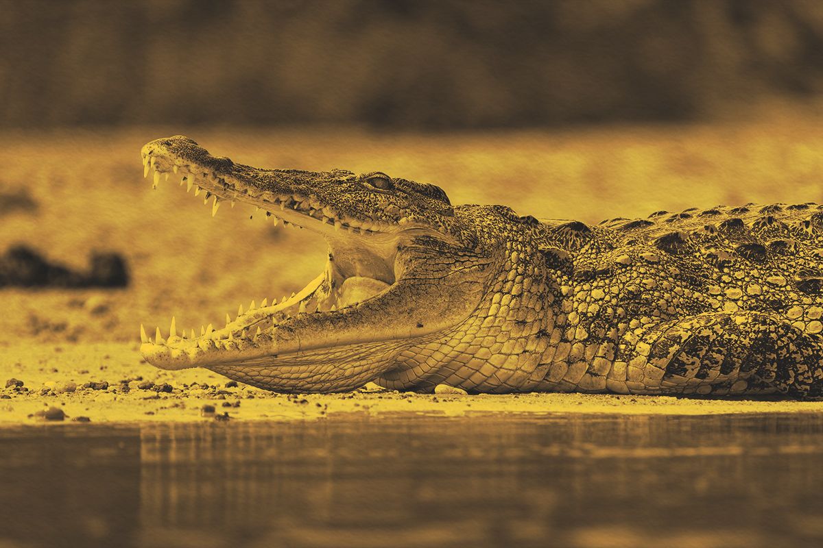 Crocodile laying on the riverside and opening mouth with big teeth