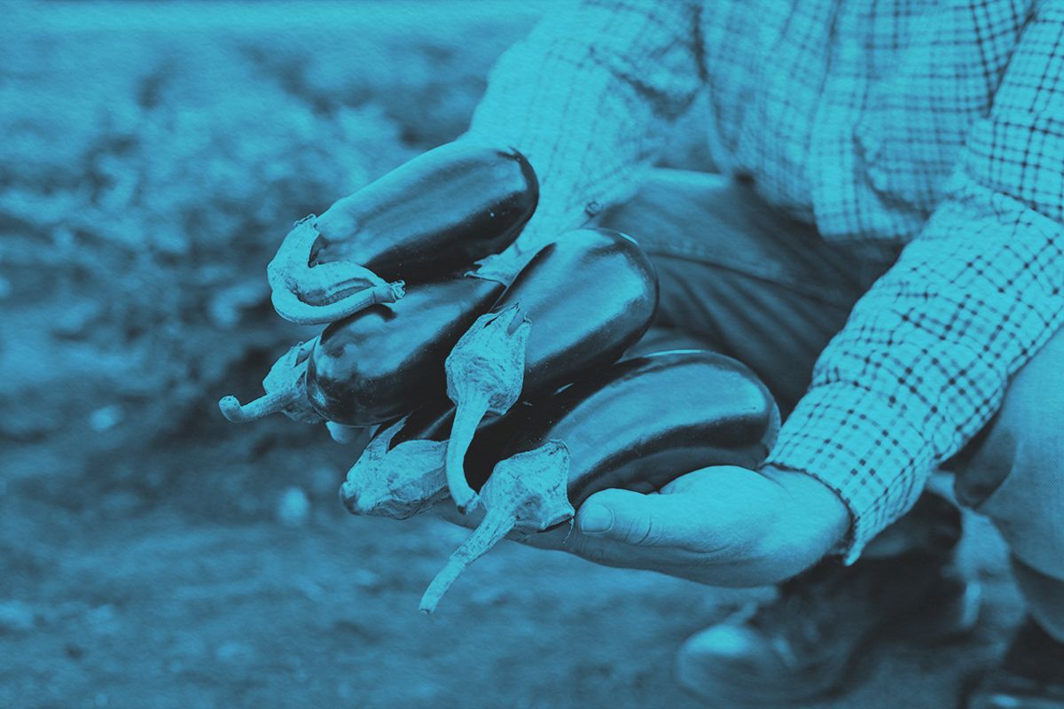 Freshly harvested organic eggplants held by a farmer in a field