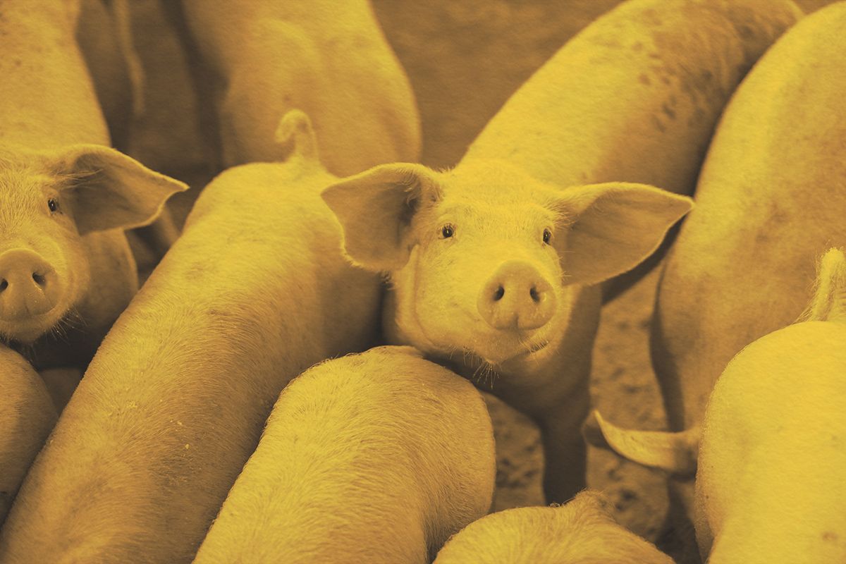 Group of pigs