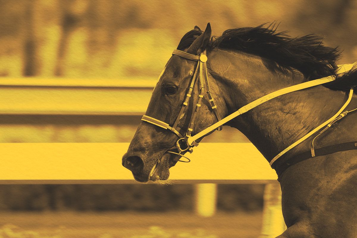 Why Is It Called a ‘Dark Horse’?