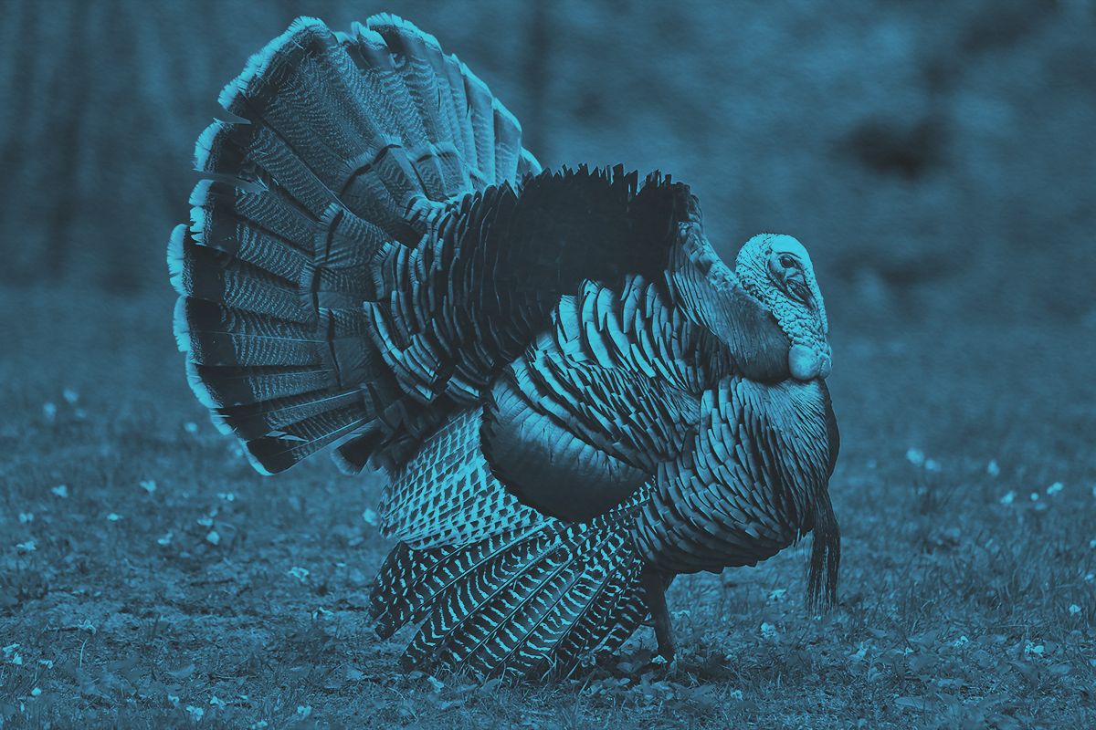 Is the Name of the Bird Related to Turkey the Country?