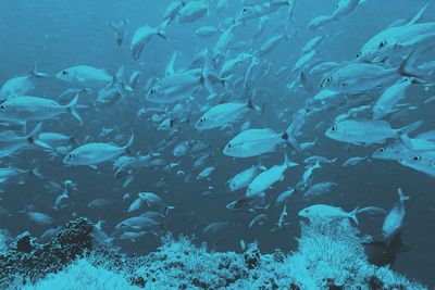 Is the Plural ‘Fish’ or ‘Fishes’?