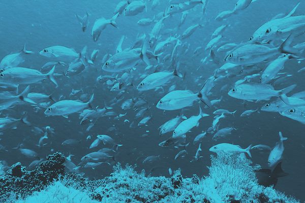 Is the Plural ‘Fish’ or ‘Fishes’?