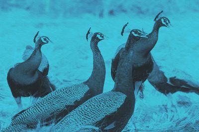 What Is a Group of Peacocks Called?
